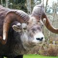 Stone Ram Stone Ram